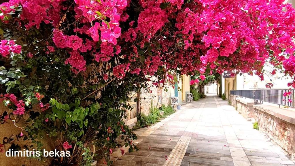 Βοκαμβίλιες Ναύπλιο