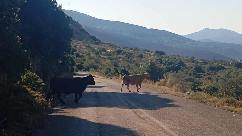 Ζώα Αχλαδόκαμπος