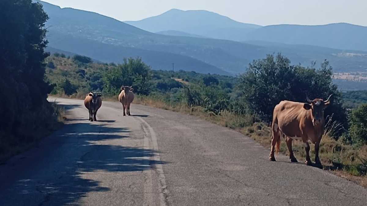 Αχλαδόκαμπος: Ανεπιτήρητα βοοειδή σε δρόμο, κίνδυνος για οδηγούς