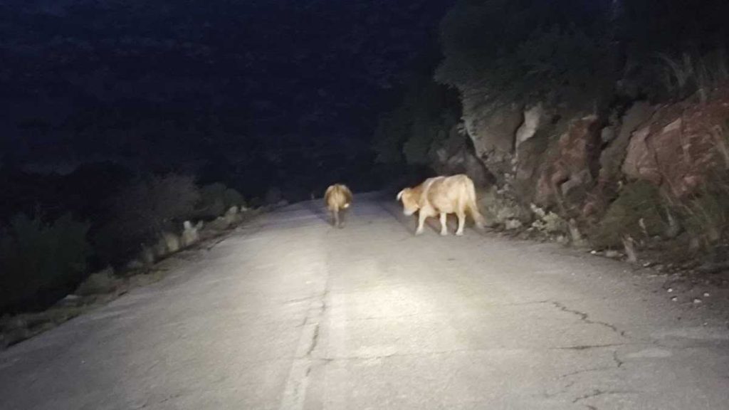 Ζώα Αχλαδόκαμπος