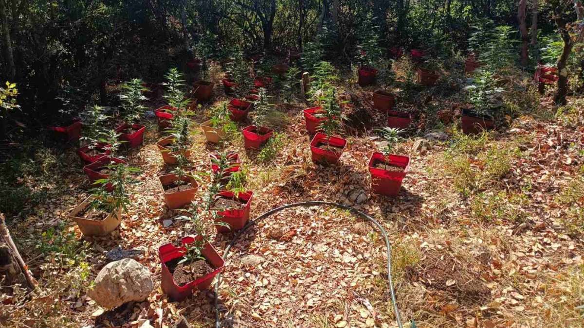 Αρκαδία: Εντοπίστηκε γιγαντιαία φυτεία 1.561 δενδρυλλίων κάνναβης
