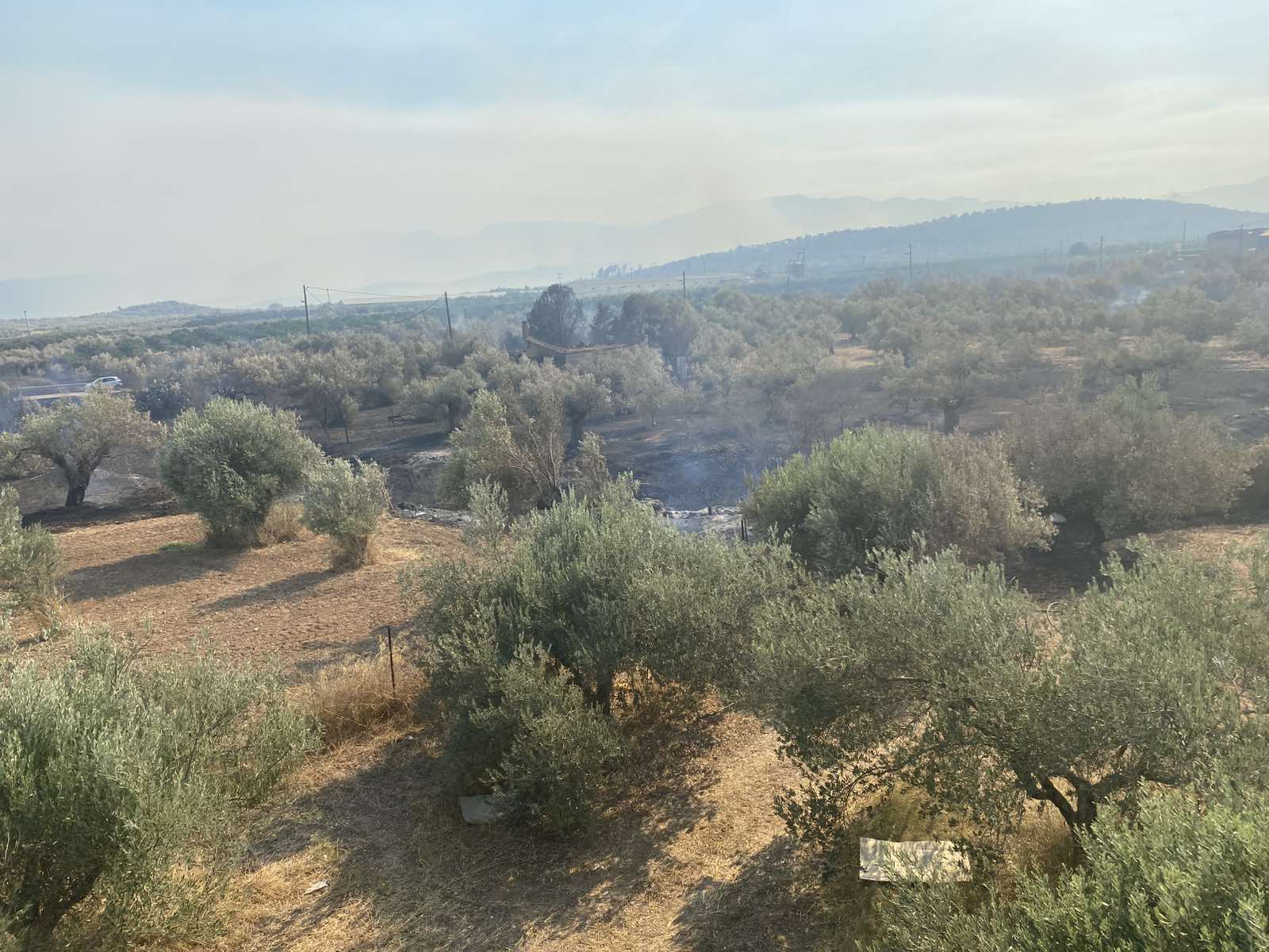 Άργος: Ξεκινούν οι αιτήσεις για αποζημιώσεις πυρόπληκτων αγροτών
