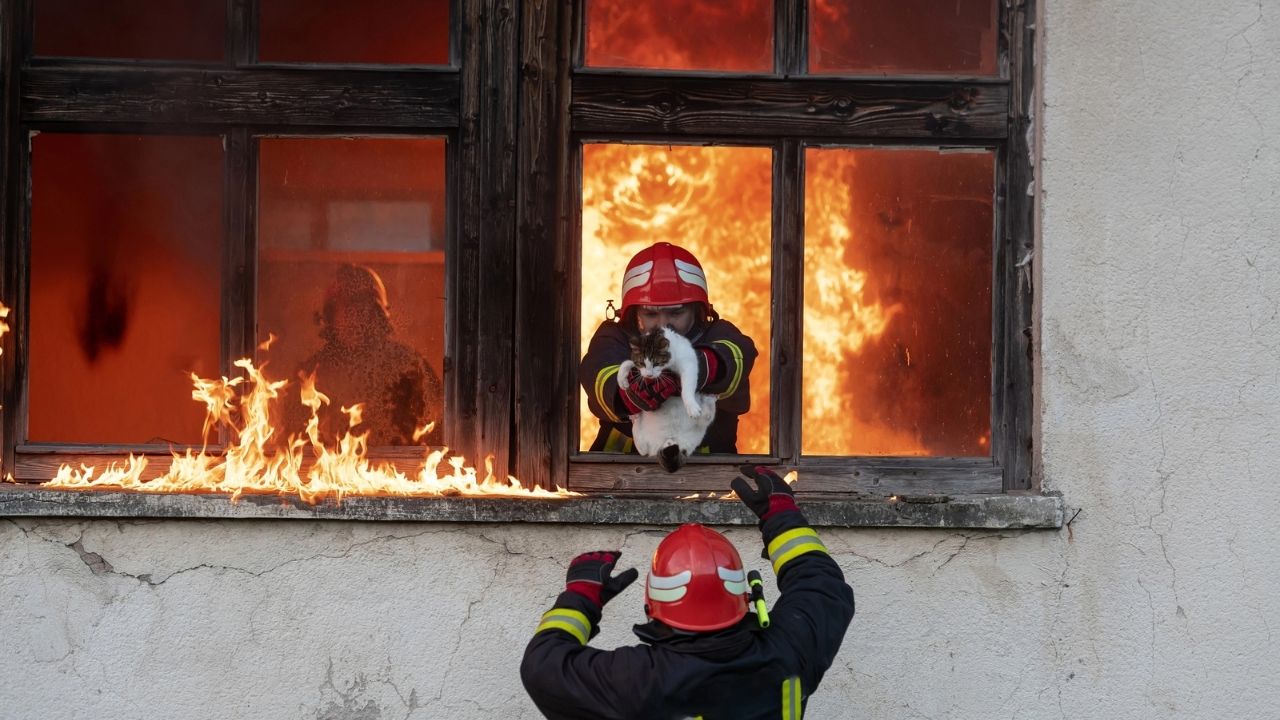 Πυροσβεστική: Αύξηση 942% στις διασώσεις ζώων σε Άργος – Ναύπλιο