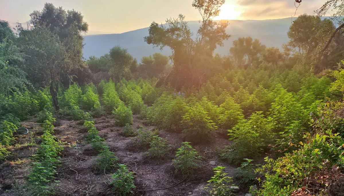 Ξηλώθηκε γιγαντιαία χασισοφυτεία στη Μεσσηνία με κέρδη άνω του 1,5 εκατ. ευρώ