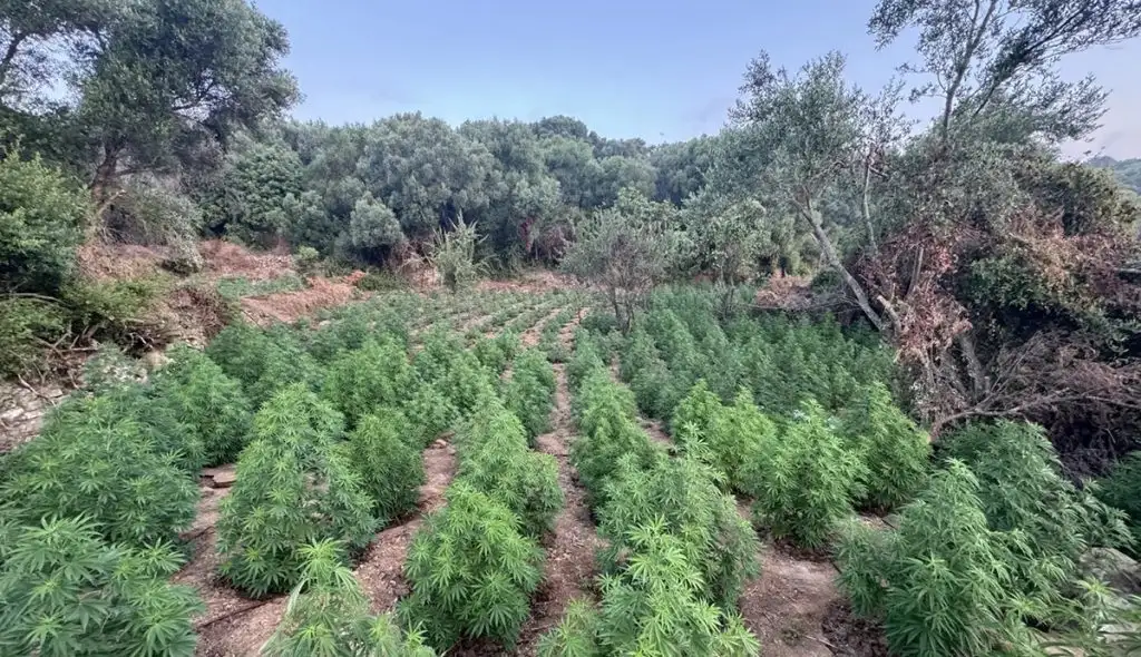 Ξηλώθηκε γιγαντιαία φυτεία κάνναβης στα Δενδρούλια Μεσσηνίας με κέρδη άνω του 1,5 εκατ. ευρώ