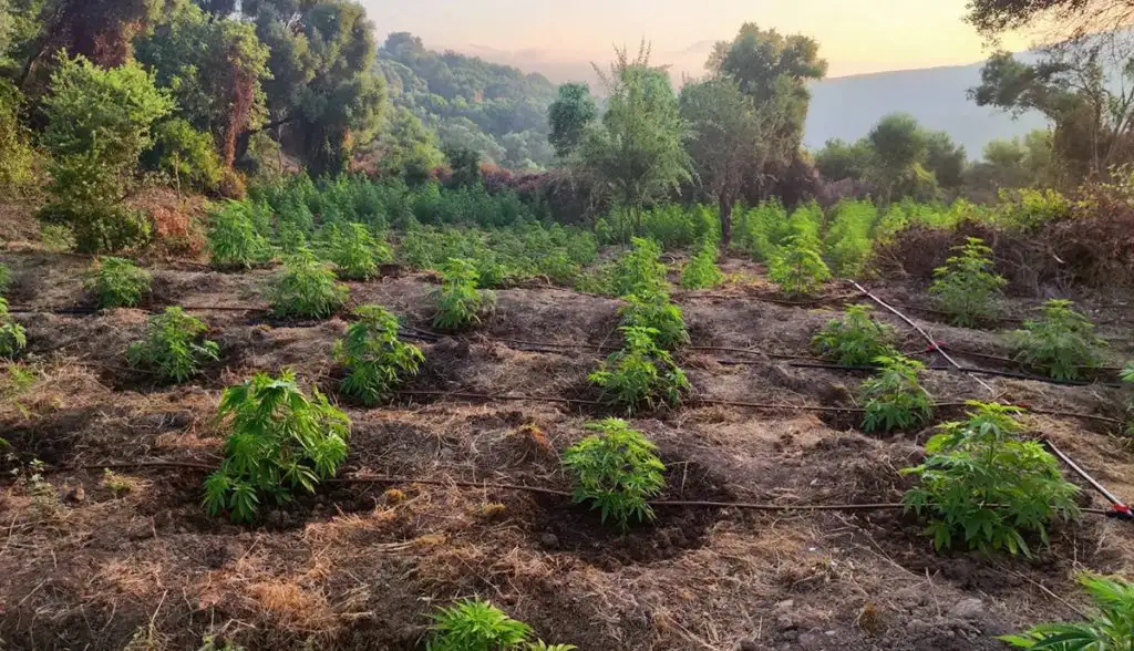Ξηλώθηκε γιγαντιαία φυτεία κάνναβης στα Δενδρούλια Μεσσηνίας με κέρδη άνω του 1,5 εκατ. ευρώ