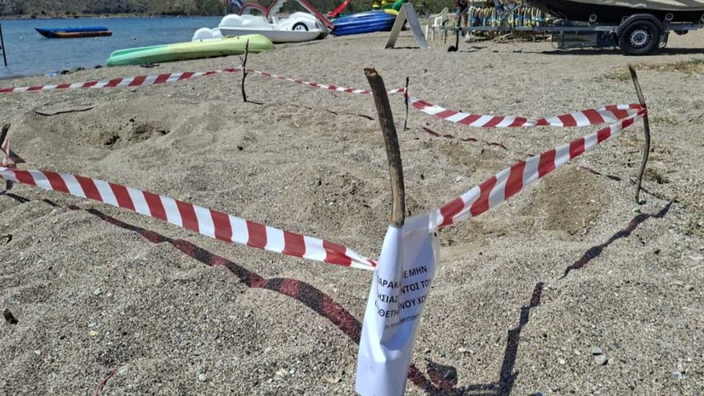 Φωλιές Caretta caretta στην Καραθώνα