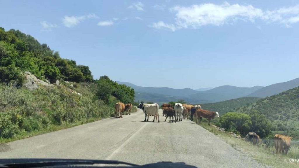 Ζώα Αχλαδόκαμπος