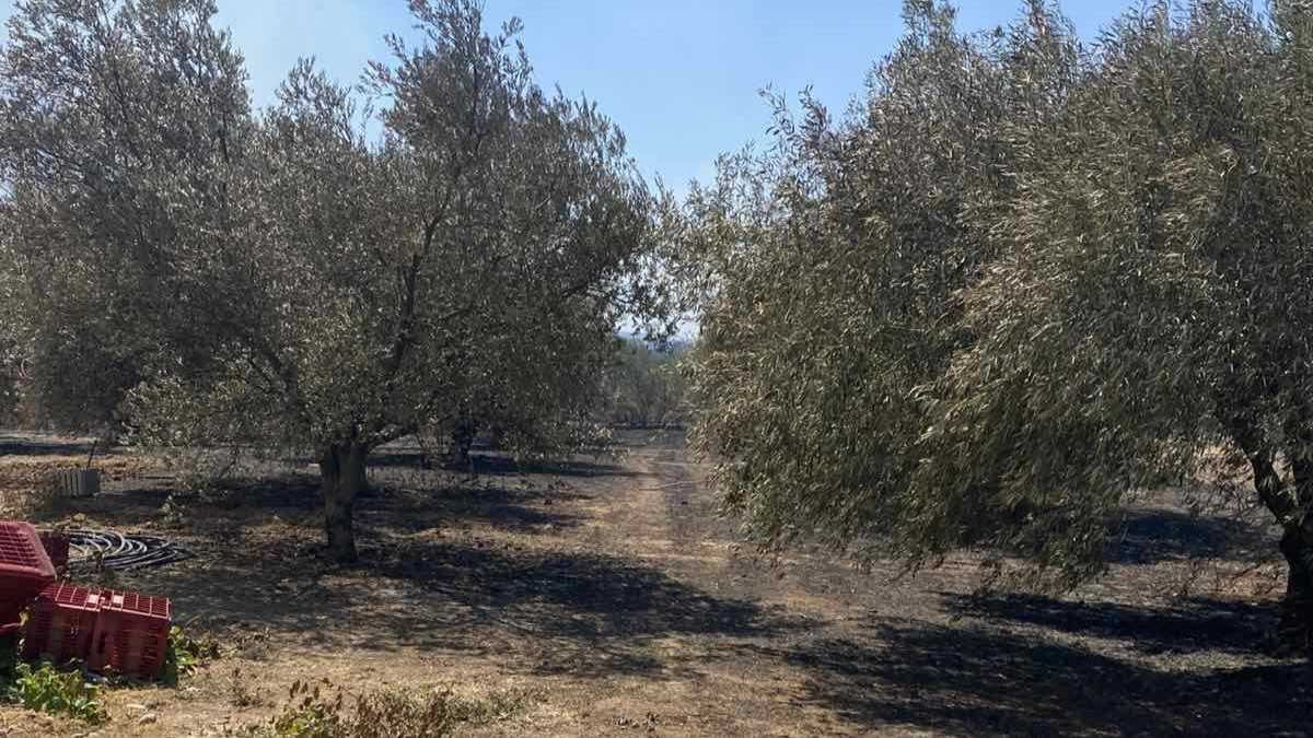 Από σπινθήρες καταστροφέα η φωτιά στα Φίχτια – 2 συλλήψεις