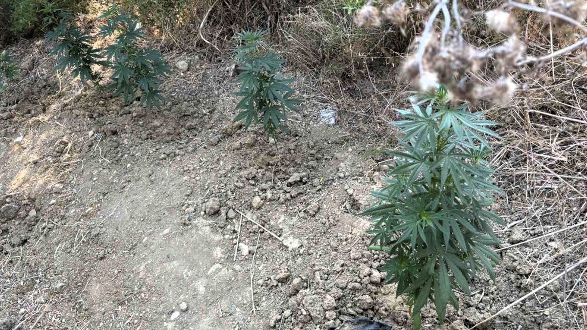 Σύλληψη 46χρονου στη Μεσσηνία για καλλιέργεια και κατοχή ναρκωτικών